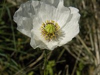 Papaver somniferum 8, Slaapbol, Saxifraga-Jan van der Straaten