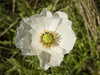 Papaver somniferum ssp setigerum 9, Saxifraga-Willem van Kruijsbergen