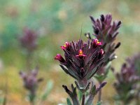 Parentucellia latifolia 21, Saxifraga-Jan van der Straaten