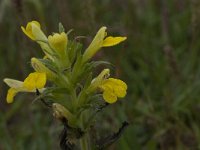 Parentucellia viscosa 16, Kleverige ogentroost, Saxifraga-Willem van Kruijsbergen