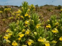 Parentucellia viscosa 34, Kleverige ogentroost, Saxifraga-Ed Stikvoort