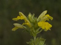 Parentucellia viscosa 8, Kleverige ogentroost, Saxifraga-Willem van Kruijsbergen