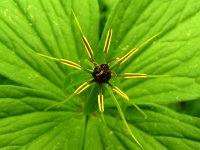 Paris quadrifolia 98, Eenbes, Saxifraga-Hans Grotenhuis