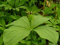 Paris quadrifolia 99, Eenbes, Saxifraga-Hans Grotenhuis