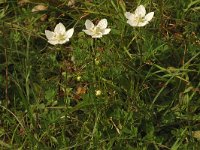 Parnassia palustris, Grass-of-Parnassus