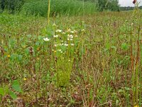 Parnassia palustris 69, Parnassia, Saxifraga-Hans Grotenhuis