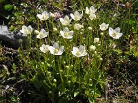 Parnassia palustris 91, Parnassia, Saxifraga-Harry Jans