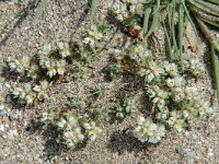 Paronychia capitata 1, Saxifraga-Jan van der Straaten