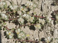 Paronychia capitata 14, Saxifraga-Jan van der Straaten