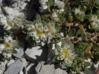 Paronychia capitata 15, Saxifraga-Willem van Kruijsbergen