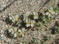 Paronychia capitata 2, Saxifraga-Jan van der Straaten