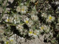 Paronychia capitata 5, Saxifraga-Willem van Kruijsbergen