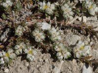 Paronychia capitata 6, Saxifraga-Willem van Kruijsbergen