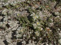 Paronychia capitata 7, Saxifraga-Willem van Kruijsbergen