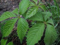 Parthenocissus inserta 1, Valse wingerd, Saxifraga-Rutger Barendse