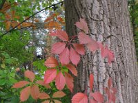 Parthenocissus inserta 2, Valse wingerd, Saxifraga-Rutger Barendse