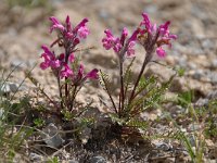 Pedicularis gyroflexa 2, Saxifraga-Luuk Vermeer