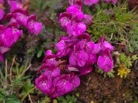 Pedicularis kerneri 12, Saxifraga-Harry Jans