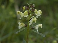 Pedicularis lapponica 1, Saxifraga-Willem van Kruijsbergen