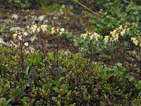 Pedicularis lapponica 13, Saxifraga-Hans Dekker