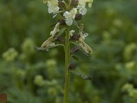 Pedicularis lapponica 3, Saxifraga-Willem van Kruijsbergen