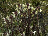 Pedicularis lapponica 4, Saxifraga-Willem van Kruijsbergen