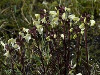 Pedicularis lapponica 5, Saxifraga-Willem van Kruijsbergen