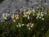 Pedicularis lapponica 7, Saxifraga-Dirk Hilbers