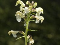 Pedicularis lapponica 8, Saxifraga-Jan van der Straaten