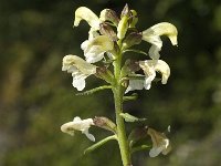 Pedicularis lapponica 9, Saxifraga-Jan van der Straaten