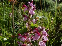 Pedicularis mixta