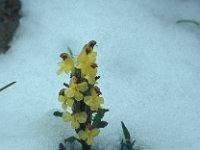 Pedicularis oederi 11, Saxifraga-Jan van der Straaten