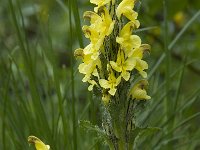 Pedicularis oederi 1, Saxifraga-Willem van Kruijsbergen