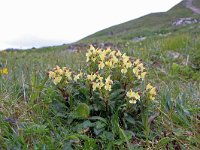 Pedicularis oederi 10, Saxifraga-Jeroen Willemsen