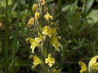 Pedicularis oederi 2, Saxifraga-Willem van Kruijsbergen