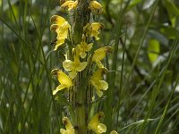 Pedicularis oederi 3, Saxifraga-Willem van Kruijsbergen