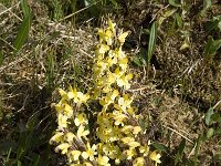 Pedicularis oederi 4, Saxifraga-Jan van der Straaten