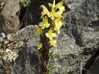 Pedicularis oederi 5, Saxifraga-Jan van der Straaten