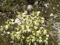 Pedicularis oederi 6, Saxifraga-Jan van der Straaten