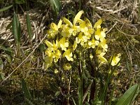 Pedicularis oederi 7, Saxifraga-Jan van der Straaten