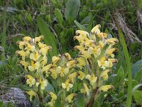 Pedicularis oederi 9, Saxifraga-Jeroen Willemsen