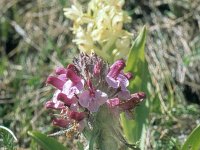 Pedicularis orthantha