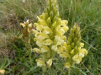 Pedicularis sibthorpii 6, Saxifraga-Ed Stikvoort