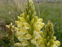 Pedicularis sibthorpii 7, Saxifraga-Ed Stikvoort