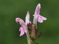 Pedicularis sylvatica 100, Heidekartelblad, Saxifraga-Hans Dekker