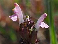 Pedicularis sylvatica 102, Heidekartelblad, Saxifraga-Hans Dekker