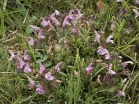 Pedicularis sylvatica 104, Heidekartelblad, Saxifraga-Willem van Kruijsbergen