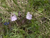 Pedicularis sylvatica 105, Heidekartelblad, Saxifraga-Willem van Kruijsbergen