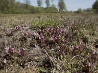 Pedicularis sylvatica 113, Heidekartelblad, Saxifraga-Willem van Kruijsbergen