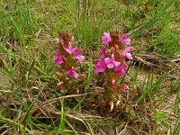 Pedicularis sylvatica 116, Heidekartelblad, Saxifraga-Hans Grotenhuis